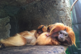 One of the golden lion tamarins born at the National Zoo on June 29, 2018, has died after falling off of its parent, according to a news release. (Courtesy National Zoo). 
