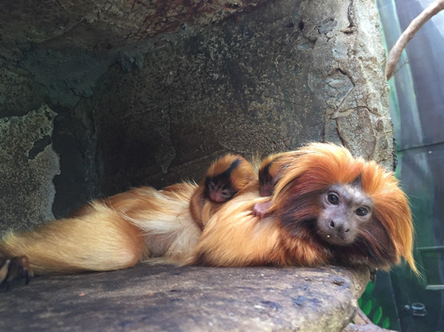 One of the golden lion tamarins born at the National Zoo on June 29, 2018, has died after falling off of its parent, according to a news release. (Courtesy National Zoo). 