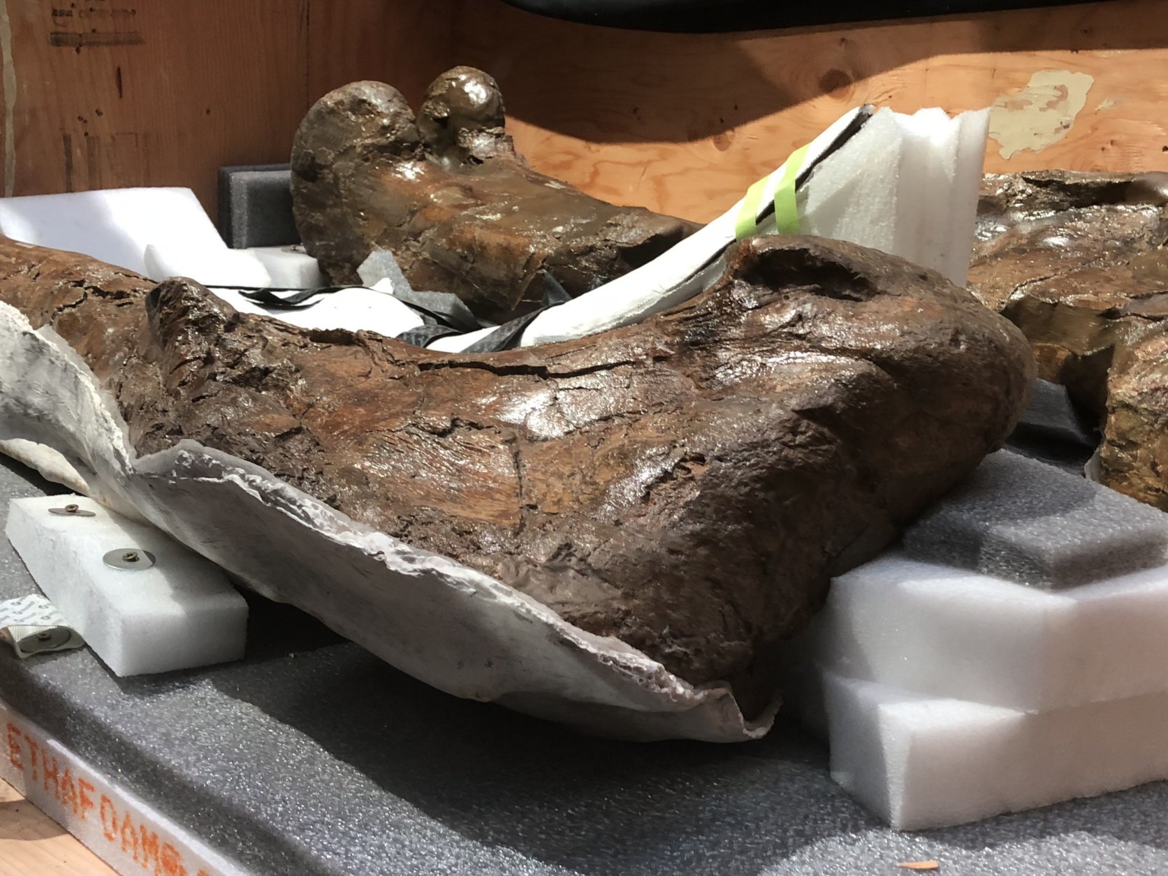 The T. rex will stand 15 feet tall and 40 feet long, and the museum has almost half of the 450 bones that make up a T. rex. The missing pieces will be recreated. (WTOP/Melissa Howell)