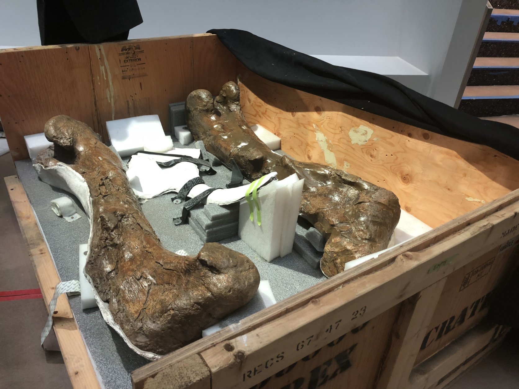 “This skeleton will be part of a complete skeleton that will be visibly chewing on another skeleton, cause that's what T. rexes do," said museum director Kirk Johnson. (WTOP/Melissa Howell)