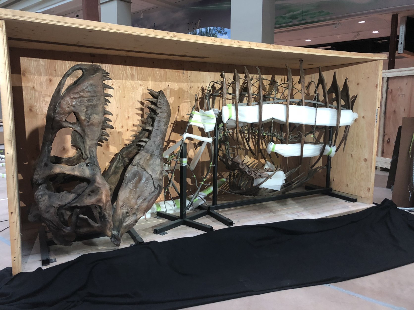 The newly restored dinosaur, named the Nation's T. rex, recently arrived back in the district after being restored in Canada. (WTOP/Melissa Howell)