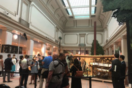 Major changes to the Dinosaur Hall, which have been in the works since 2012, are part of the largest renovation in the history of the Smithsonian National Museum of History since the museum opened in 1881, and are almost complete. (WTOP/Melissa Howell)