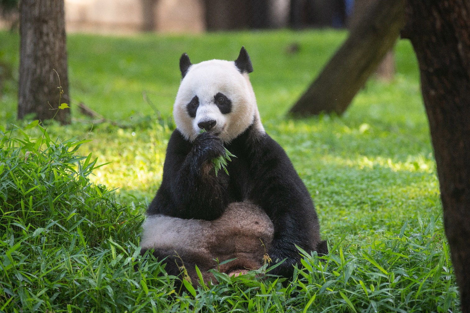 National Zoo celebrates giant panda Mei Xiang's 24th birthday - WTOP News