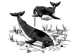 This illustration from Nick Pyenson's book "Spying on Whales," shows what the Odobencetops, a walrus-faced whale, would have looked like. It is one of the fossils set for showing in fossil hall. (Courtesy Alex Boersma for "Spying on Whales")