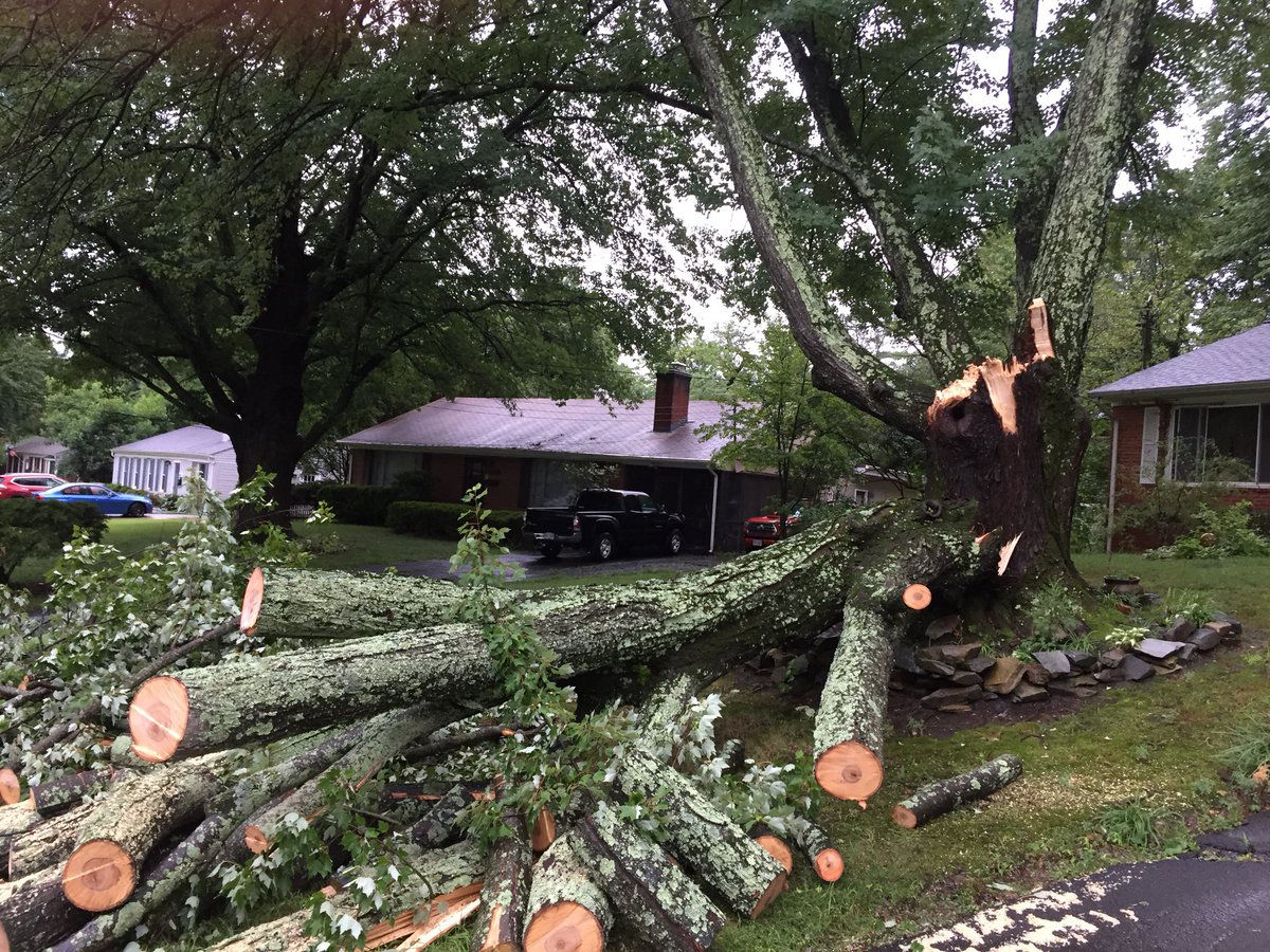 This tree fell in Embassy Lane in Fairfax County on Tuesday. WTOP's John Domen said it appears to be the only tree in the neighborhood that took a beating the storm. (WTOP/John Domen)
