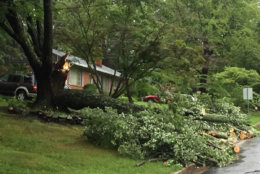 No one was hurt when this tree fell in Embassy Lane in Fairfax County. (WTOP/John Domen)