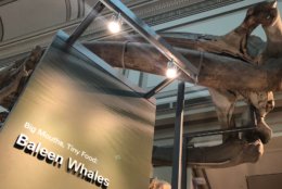 Also on display will be a fossil baleen whale called Diorocetus; a distant relative of humpbacks, unearthed locally. (WTOP/Megan Cloherty)