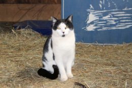 More than 40 barn cats have been living in a farm barn in Middleburg, but the owner's health is deteriorating. (Photo: Loudoun Co. Animal Services)