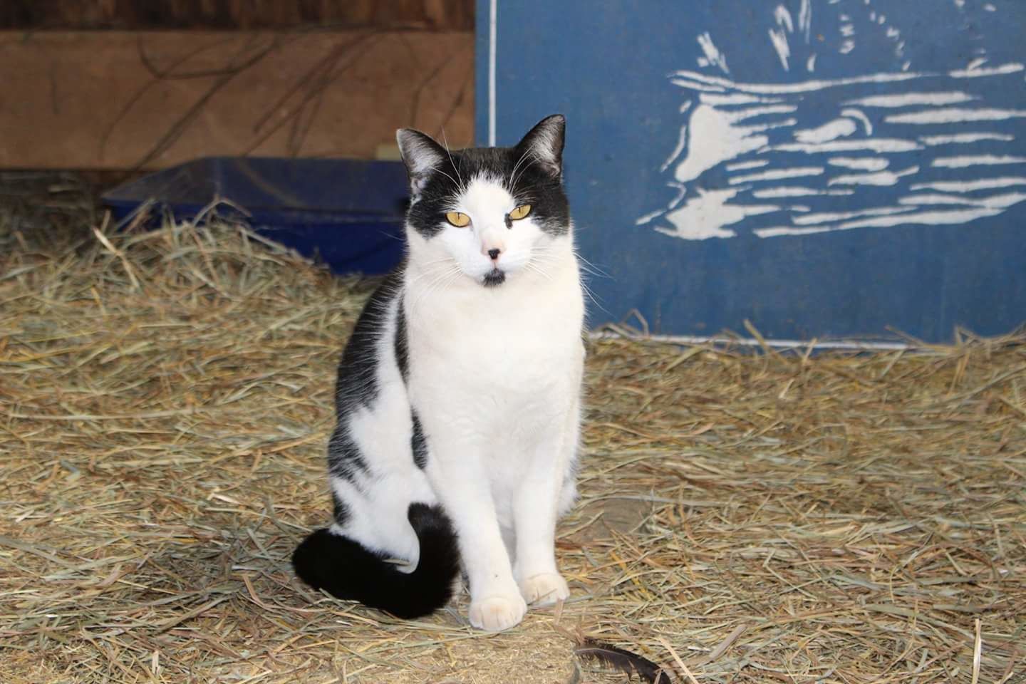 P)Awww: 40 Loudoun County barn cats need new homes - WTOP News