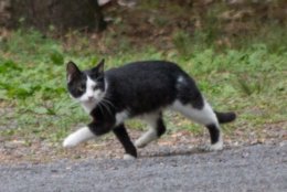 Barn cats don't seek human interaction, said Animal Services Director Nina Stively. They're happy to hunt mice. (= (Photo: Loudoun Co. Animal Services)