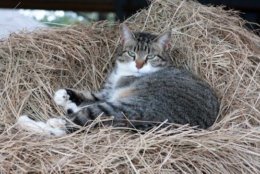 Loudoun County is looking to find outdoor homes for 40 barn cats. (Courtesy Loudoun Co. Animal Services)