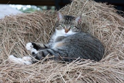 (P)Awww: 40 Loudoun County barn cats need new homes