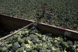 In this April 1, 2017 photo, day laborers harvest broccoli irrigated with wastewater, near Mixquiahuala, Hidalgo state, Mexico. (AP Photo/Rebecca Blackwell)