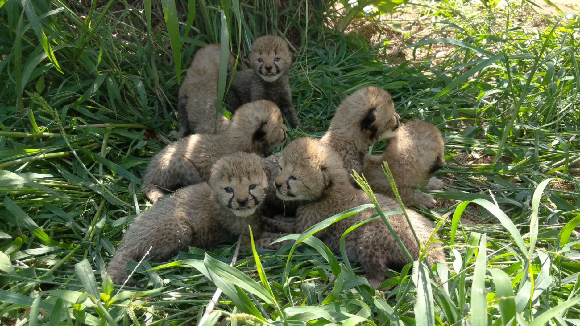 The seven new cheetah cubs, born July 9, appear to be in good health. (Courtesy Smithsonian Conservation Biology Institute/Adriana Kopp)