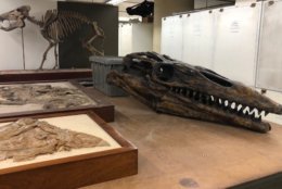 Curators are in full preparation mode for the opening of the Smithsonian's National Museum of Natural History David H. Koch Hall of Fossils in June 2019. (WTOP/Megan Cloherty)