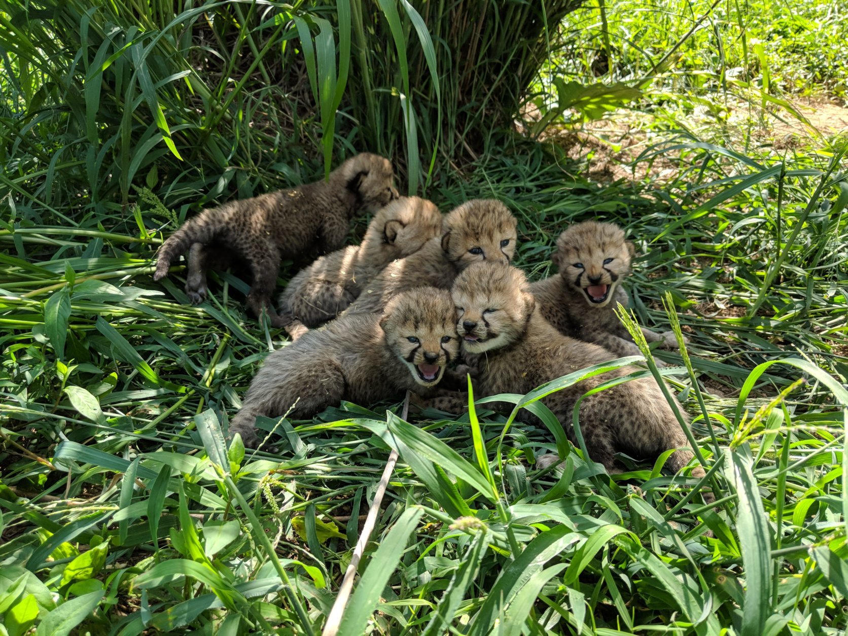 The seven new cheetah cubs, born July 9, appear to be in good health. (Courtesy Smithsonian Conservation Biology Institute/Adriana Kopp)
