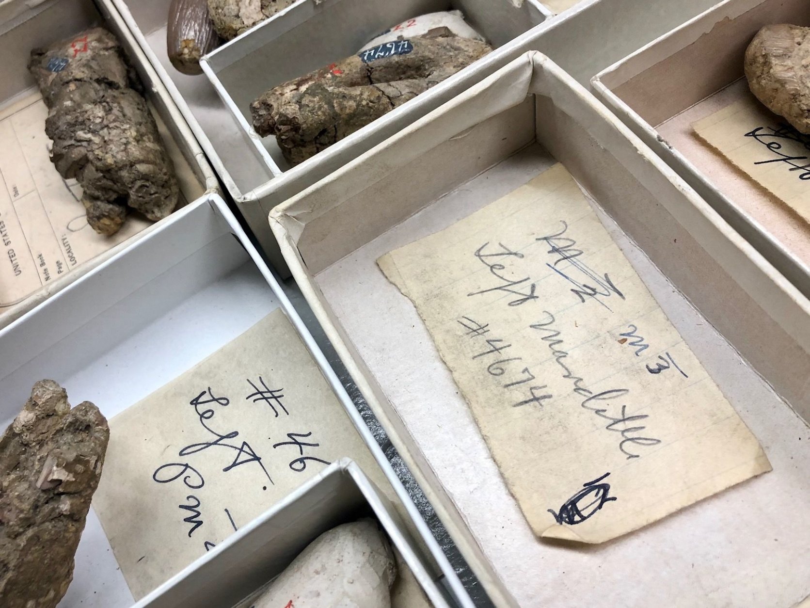 Left behind in some of the fossil records are the notes of Remington Kellogg, former curator at the Smithsonian and one of Nick Pyenson's predecessors. (WTOP/Megan Cloherty)