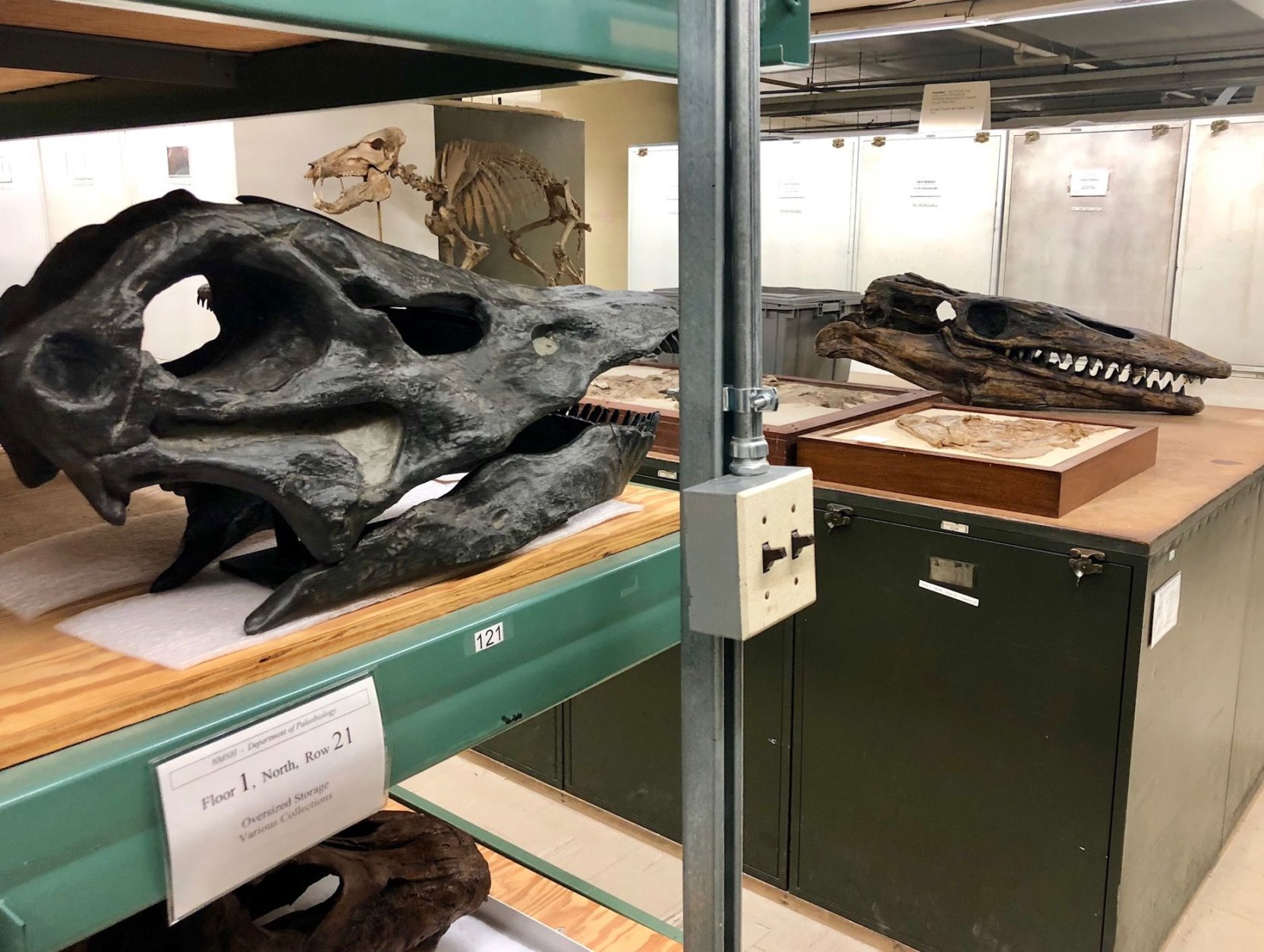 With the deadline of the fossil hall's opening next June looming large, the crunch is on to tell the story of more than 700 rare specimens. (WTOP/Megan Cloherty)