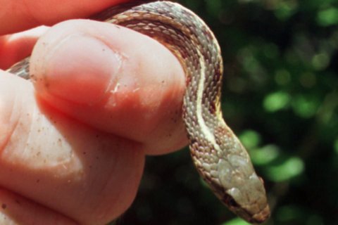Snakes found in DC library stacks force 2-day closure