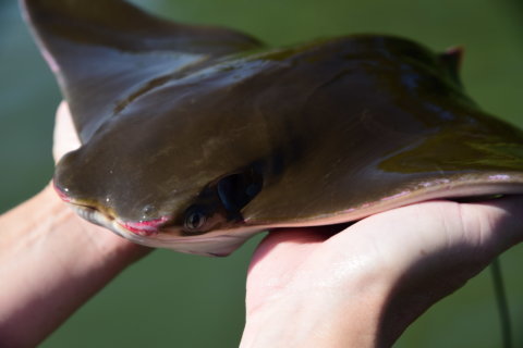 Study of Chesapeake Bay cownose ray urges caution in managing population