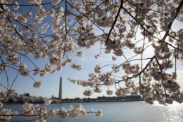 FILE - In this April 11, 2015, file photo, the Washington Monument is seen through cherry blossoms across the Tidal Basin in Washington.  (AP Photo/Carolyn Kaster, File)