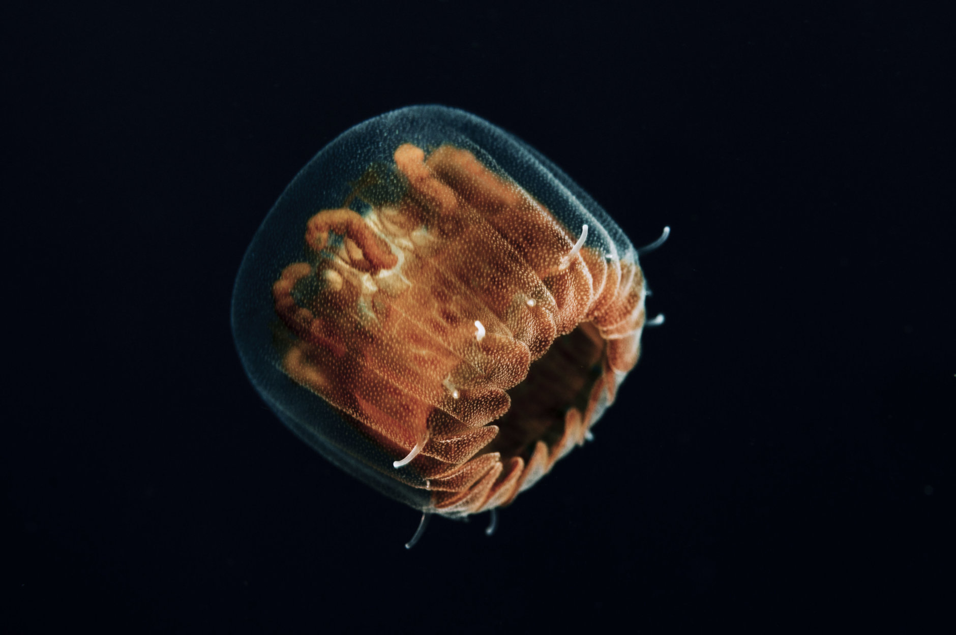 A sea thimble jellyfish, also known as a "sea louse," swims along the deep ocean. (Getty Images/iStockphoto/ShaneGross)