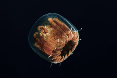Sea lice no more: Jellyfish larvae gone at Ocean City