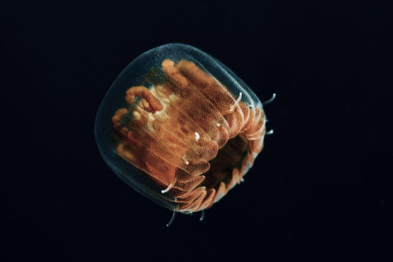 Sea lice no more Jellyfish larvae gone at Ocean City WTOP