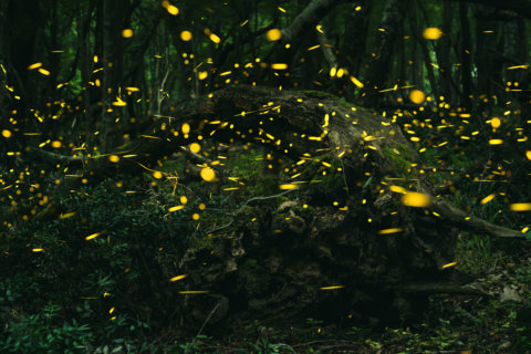 Why this year’s firefly season has been lit