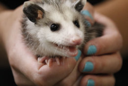 Not mad, just stressed: This orphaned possum is getting care until it can be released from City Wildlife. (WTOP/Kate Ryan)