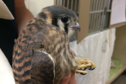 A kestrel is a bird of prey that needs to be able to hunt on its own before being released back into the wilds of D.C. (Courtesy City Wildlife)