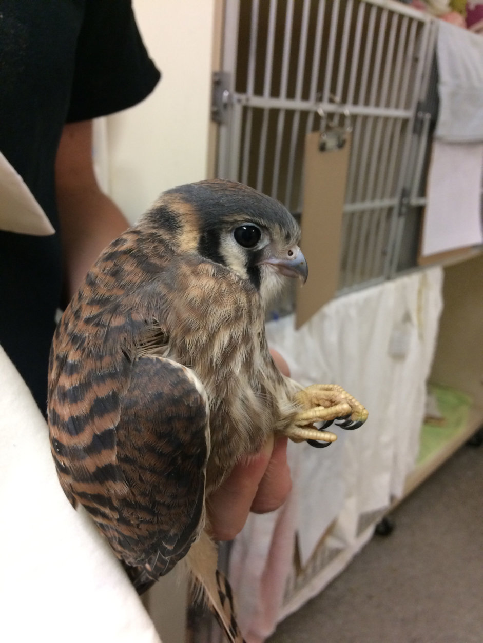 A kestrel is a bird of prey that needs to be able to hunt on its own before being released back into the wilds of D.C. (Courtesy City Wildlife)