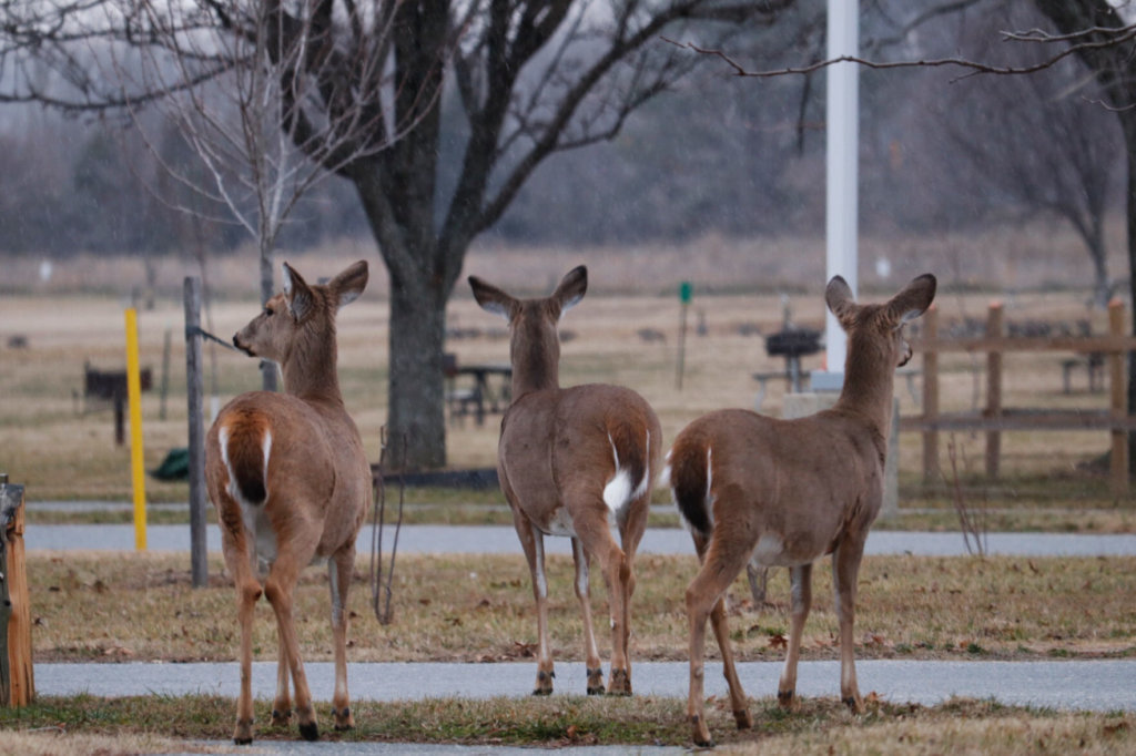 3 deer are pictured
