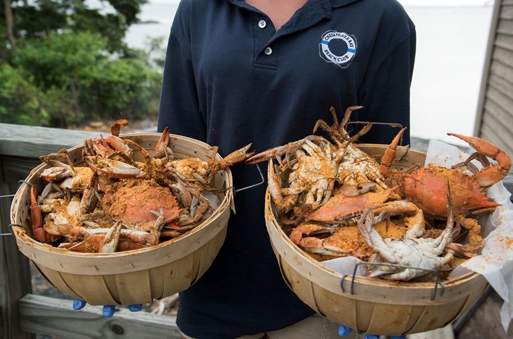 maryland blue crab season