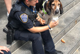 After Nats Park, Smoke went to the Arlington Police Department, where he got a bite of a donut and something to drink. (Courtesy Animal Welfare League of Arlington)