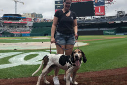 Smoke the dog at Nationals Park with his new mom. (Courtesy Animal Welfare League of Arlington)