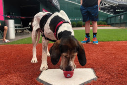 Smoke got to have some ice cream in one of the bullpens. (Courtesy Animal Welfare League of Arlington)