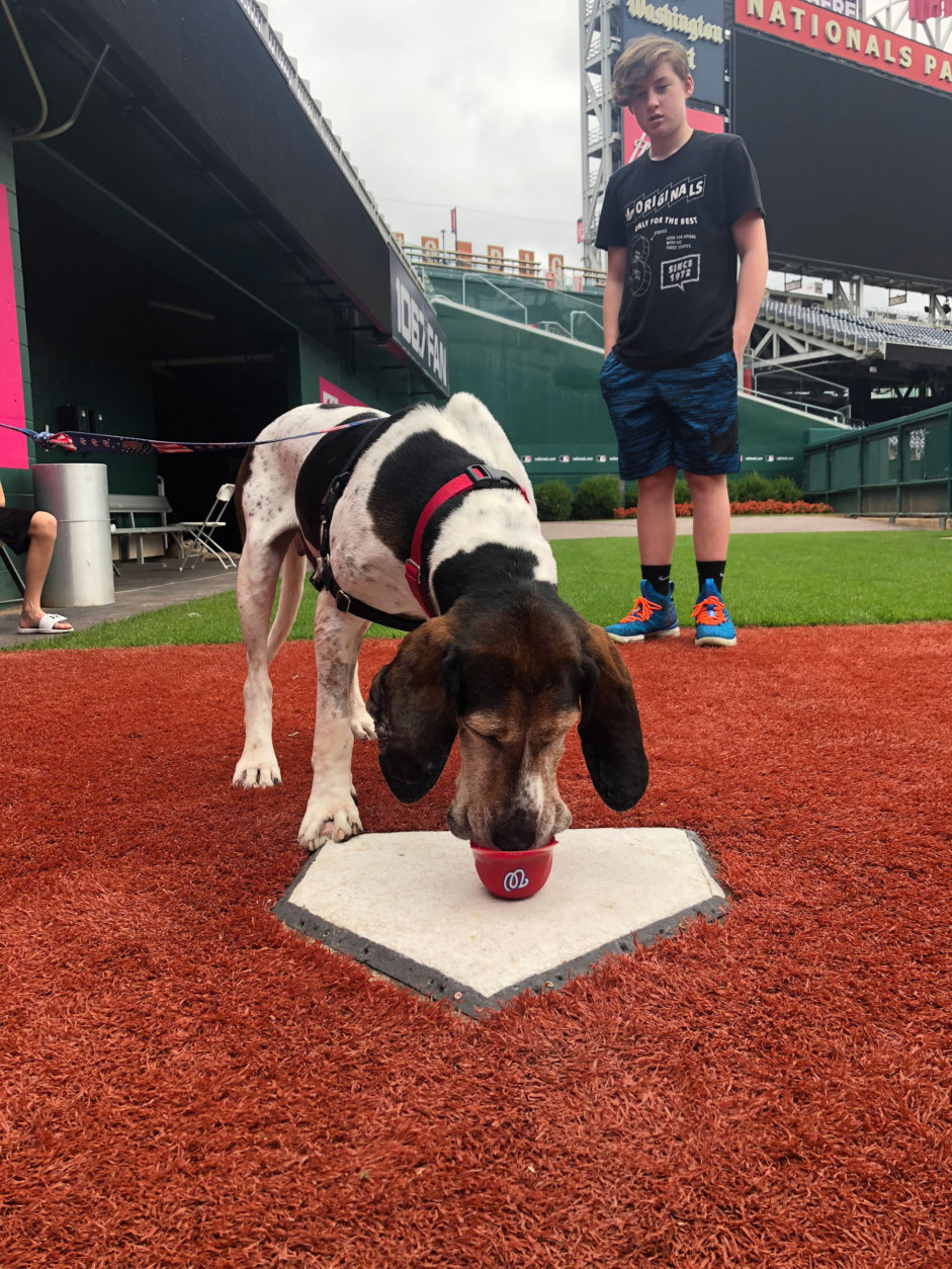 Smoke got to have some ice cream in one of the bullpens. (Courtesy Animal Welfare League of Arlington)