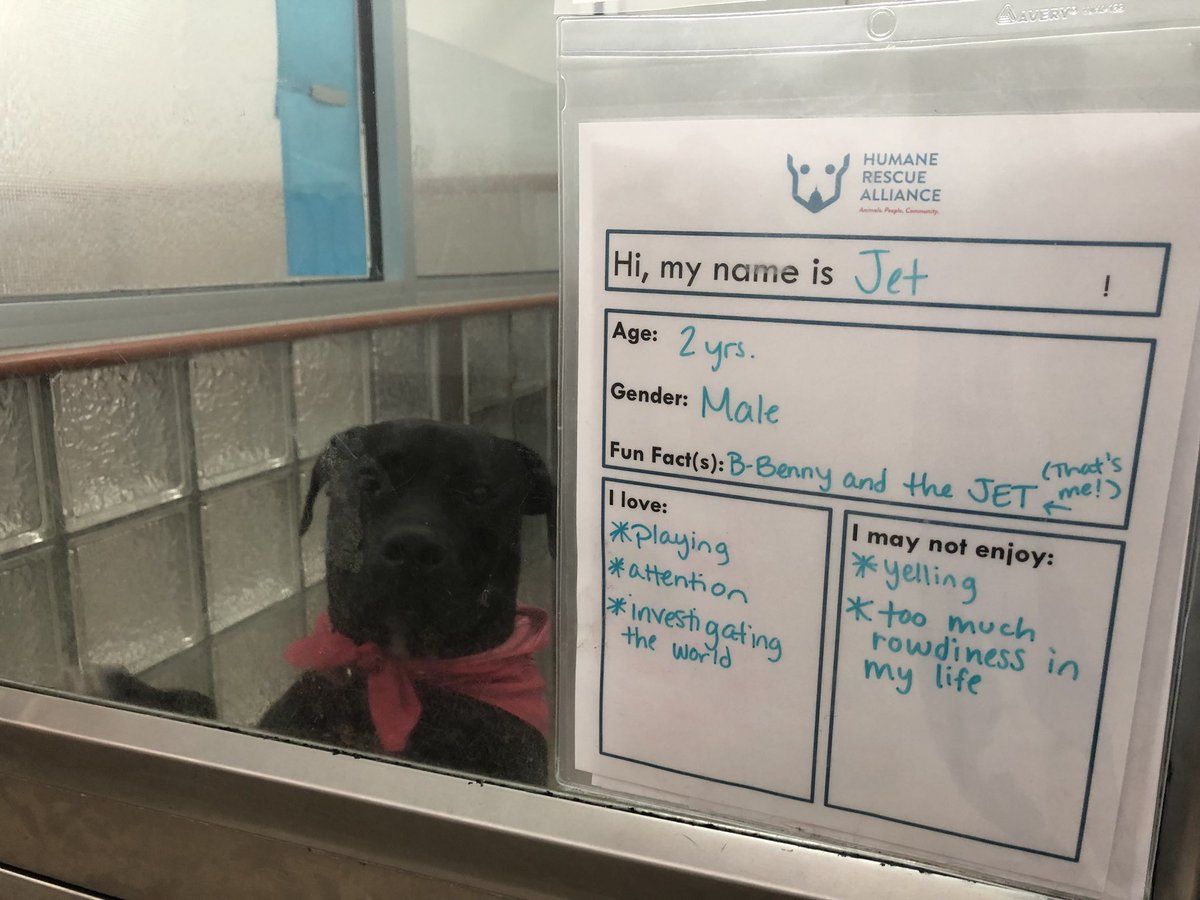 A nationwide pet adoption event is hoping to "Clear the Shelters" by waiving adoption fees on Saturday. (WTOP/Melissa Howell)