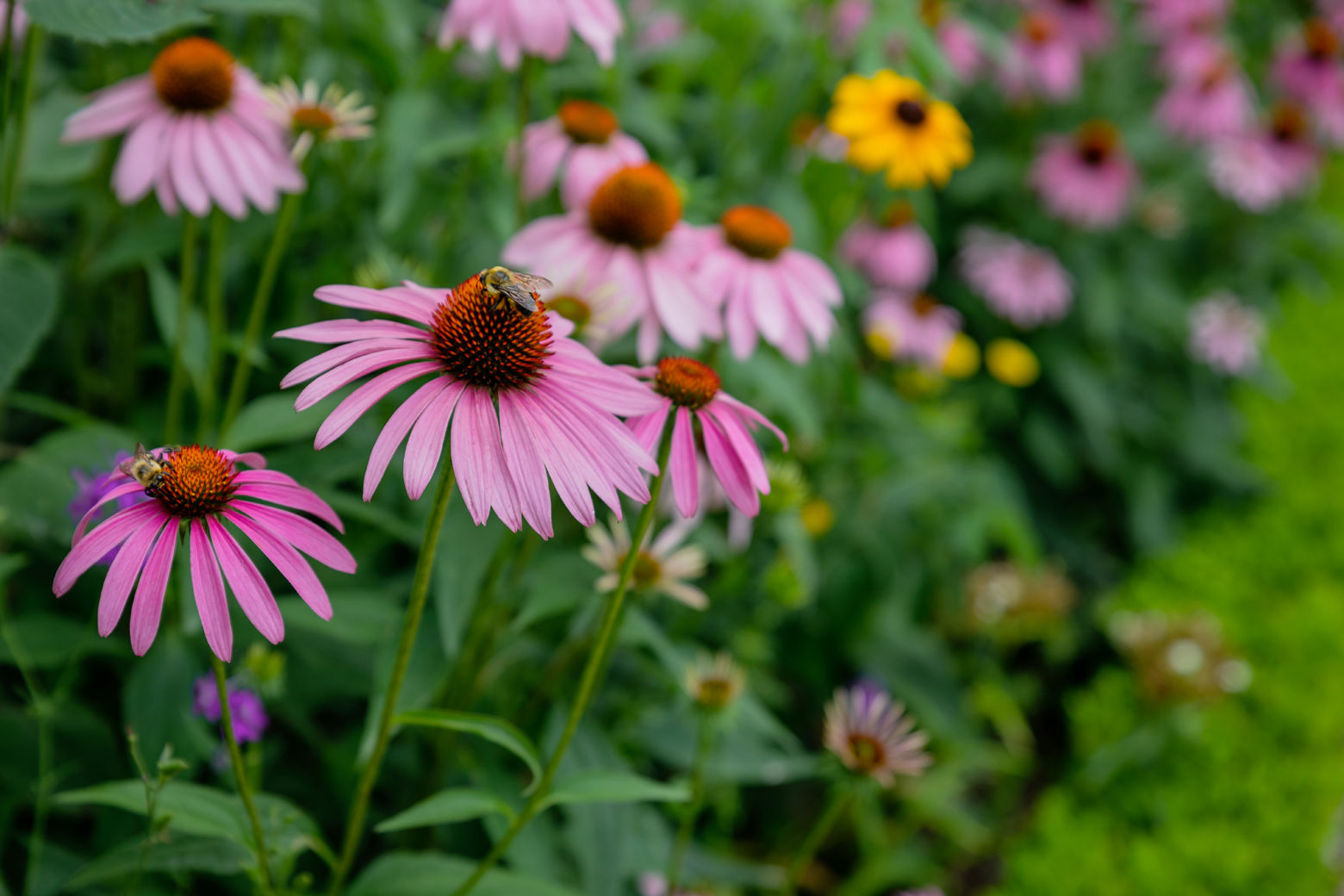 Pollinators, like bees and other insects, play a crucial role in agriculture and the natural beauty of the Washington, D.C. area. (Courtesy Accor Hotels)