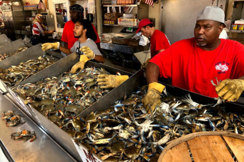 Md. crab processors say without enough workers, they’ll close for season