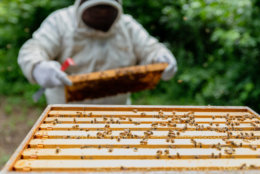 Honeybees live in multi-tiered boxes when they are kept in backyards and on rooftops. (Courtesy Accor Hotels)
