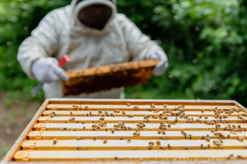 High above DC, unseen urban beekeepers boost sustainable local agriculture