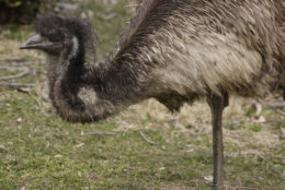 The zoo called Darwin an "educational ambassador for his species" for his work in highlighting emu nature and behavior to visitors, keepers and scientists. (Photo Credit: Jessie Cohen, Smithsonian’s National Zoo)