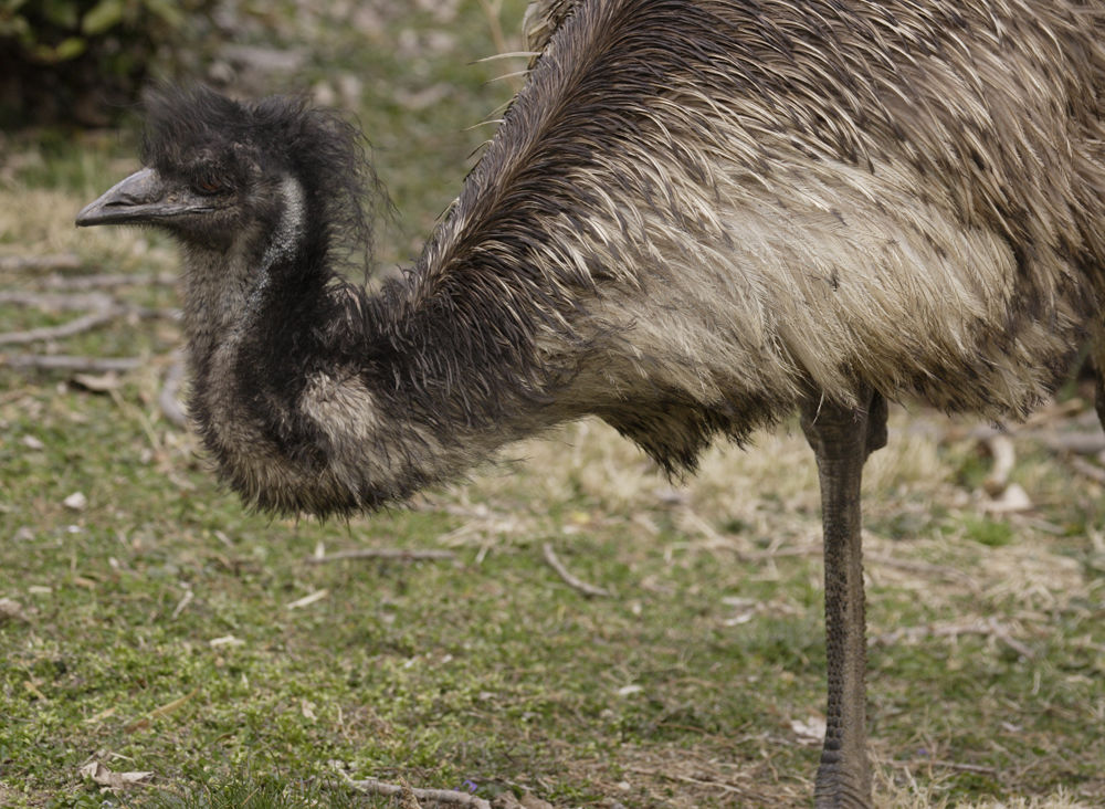 The zoo called Darwin an "educational ambassador for his species" for his work in highlighting emu nature and behavior to visitors, keepers and scientists. (Photo Credit: Jessie Cohen, Smithsonian’s National Zoo)