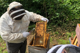 John Ferree inspects a screen from the hives he cultivates at the Mount Vernon Estate in Virginia on Aug. 13, 2018.. (WTOP/Dan Friedell)