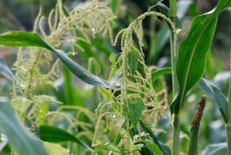 Corn grows at the Bair Road Garden in Northwest D.C. (WTOP/Kate Ryan)