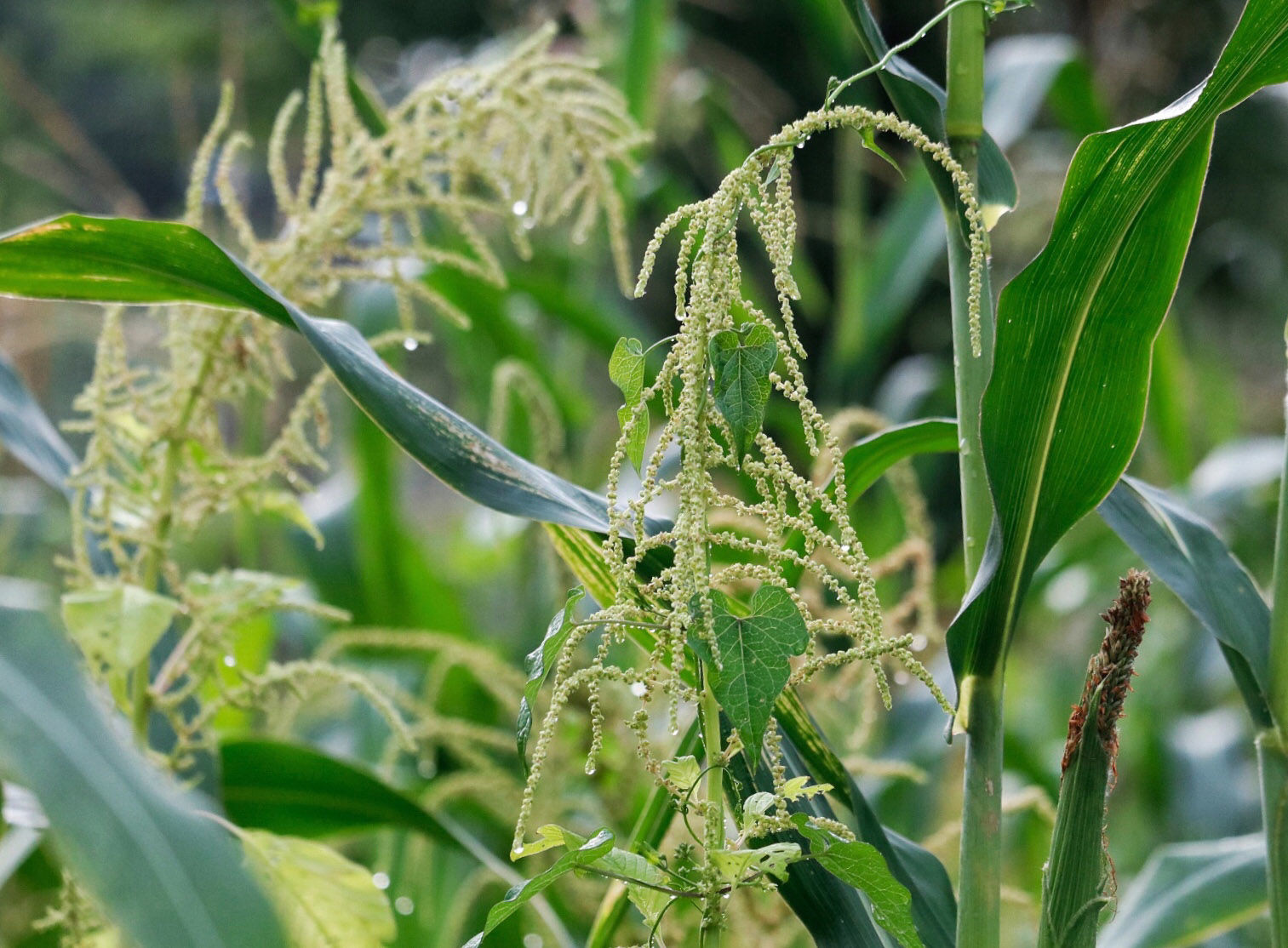 Corn grows at the Bair Road Garden in Northwest D.C. (WTOP/Kate Ryan)
