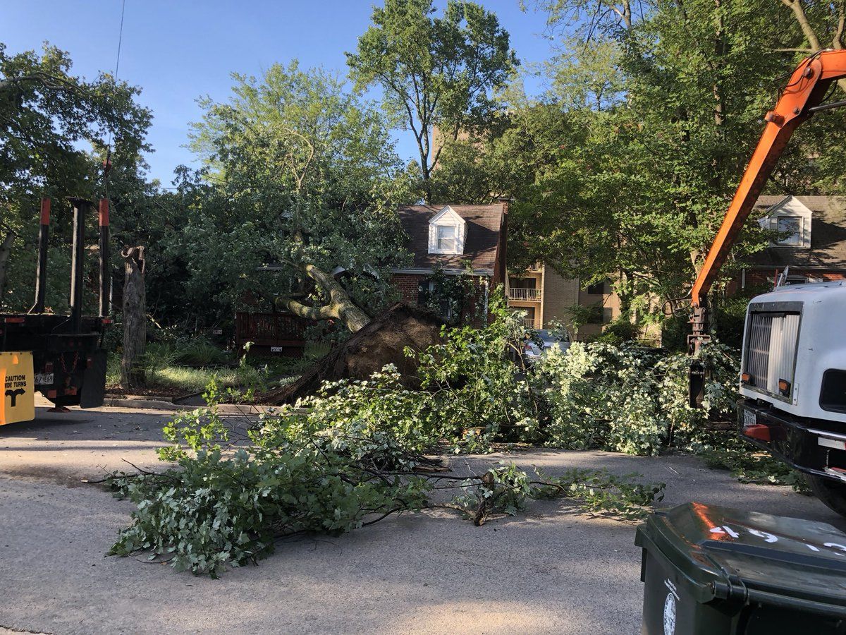 Trees on Blackfoot Road were knocked down after strong storms blew through College Park Monday.  