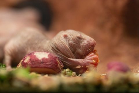 Nudist colony: Naked mole-rats to get 24/7 webcam at Smithsonian’s National Zoo